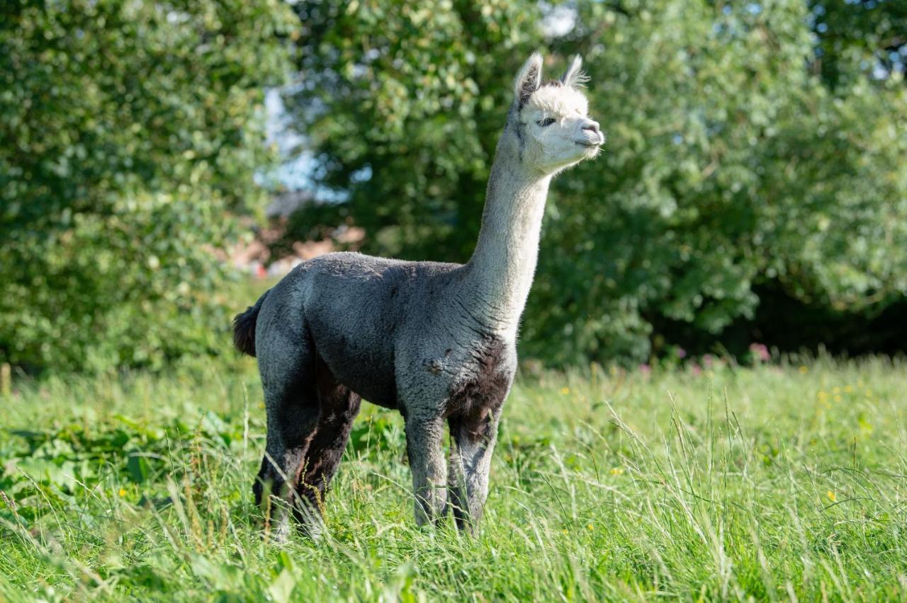 普雷斯顿Alpaca Fold别墅 外观 照片