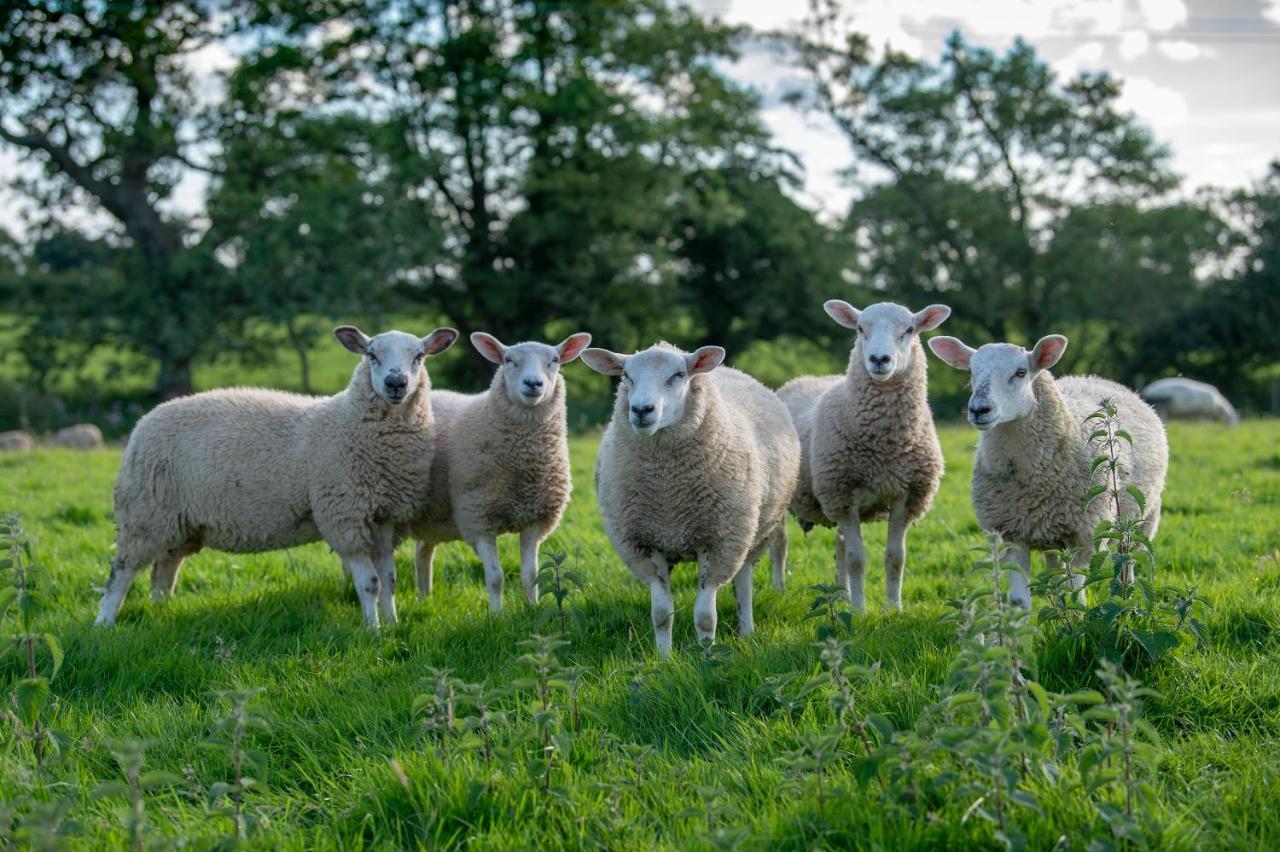 普雷斯顿Alpaca Fold别墅 外观 照片