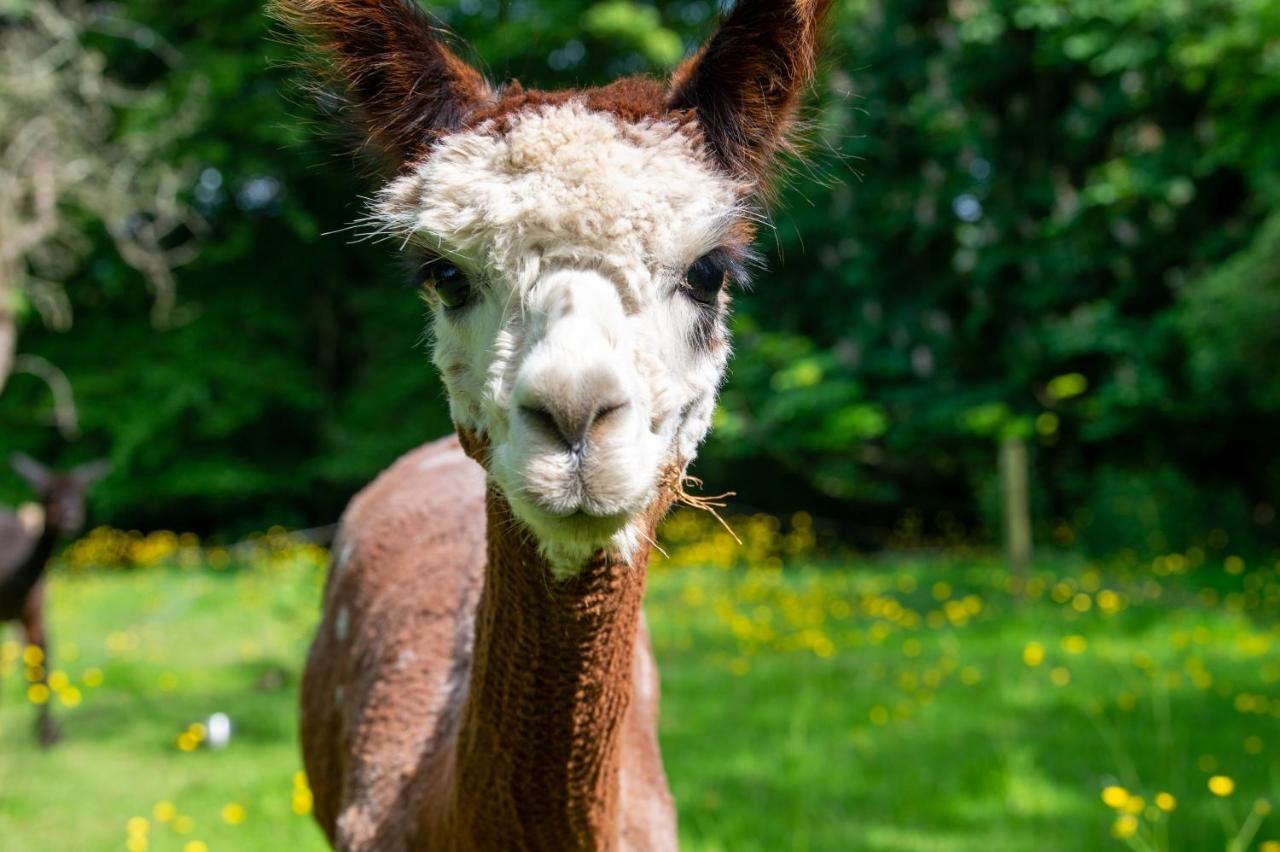 普雷斯顿Alpaca Fold别墅 外观 照片